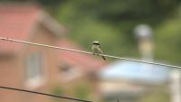 BIRD DETECT project thumbnail