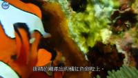 fish project thumbnail