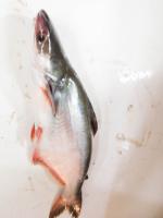 Fish Head project thumbnail