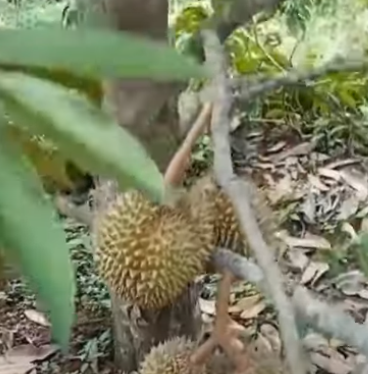 Durian Thesis Object Detection Dataset by My THESIS Workspace