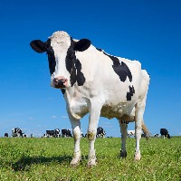 Cattle muzzle dataset project thumbnail