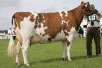 cow project thumbnail