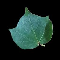 cotton_leaf_disease project thumbnail