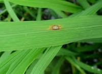 rice project thumbnail