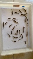 data2_fingerlings project thumbnail