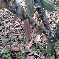 Dataset Image