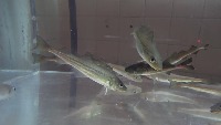 Theragra chalcogramma project thumbnail