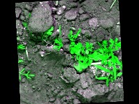 Dataset Image