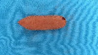 tamarind project thumbnail