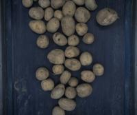 Supervised_aardappelen_detectie project thumbnail