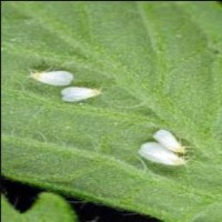 Whitefly project thumbnail