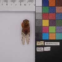 Kursus Insect Digitization project thumbnail