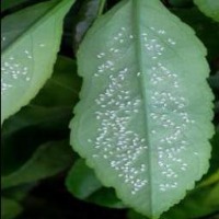 whiteflies project thumbnail