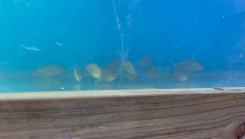 Fish IFP - Roboflow Universe