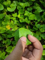 Smart gardening project thumbnail