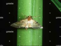rice leaf folder and yellow stem borer project thumbnail