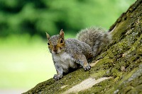 SquirrelNet project thumbnail