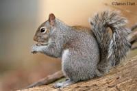 Find squirrels and defaults project thumbnail