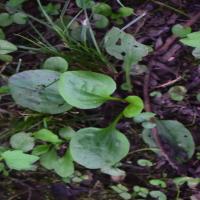 potato-weed 1111 project thumbnail