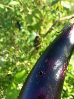 fruit borrer project thumbnail