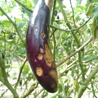 fruit rot project thumbnail