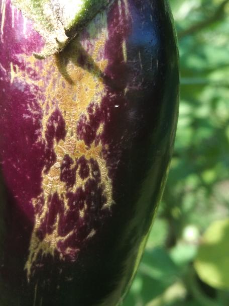 Eggplant Fruit Disease Detection Using Yolov7 Object Detection Dataset By Bohol Island State