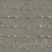 Rice Seedling 3.5 project thumbnail