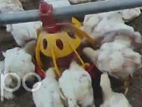 poultry AI project thumbnail