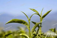 Tea Leaf Plucking project thumbnail