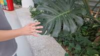 Find a person touching the plant project thumbnail
