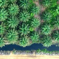 Palm Oil Tree project thumbnail