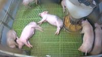 Feeding project thumbnail