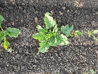 beet project thumbnail