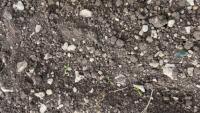 sugarbeet project thumbnail