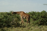 leopard_h_f_270 project thumbnail