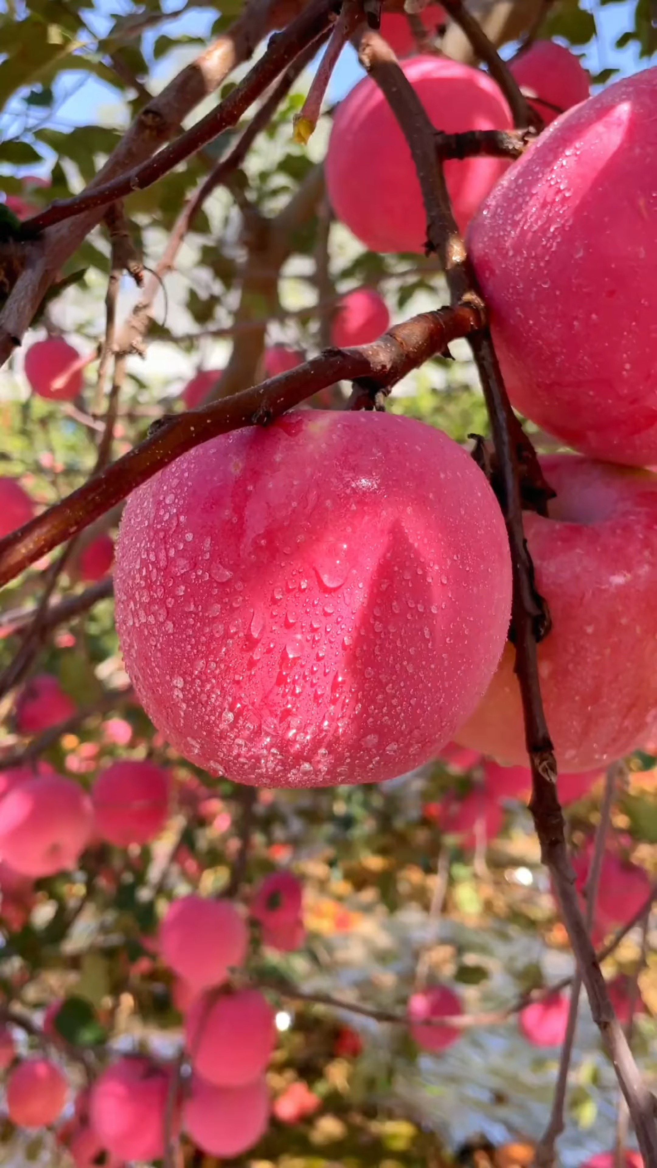 FUJI_APPLES Object Detection Model by GAYATHRITHUMMURU