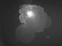 CellSegRealImages project thumbnail
