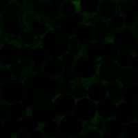 Non Proc Images project thumbnail