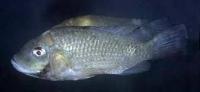 FishDetection project thumbnail