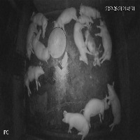 pig project thumbnail