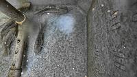 fish seg turbid augmentations project thumbnail