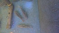 fish seg project thumbnail