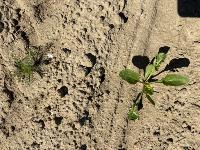 Weed Crop Detection project thumbnail