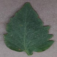 Tomato leaf disease detection project thumbnail
