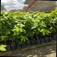 Plants detection project thumbnail