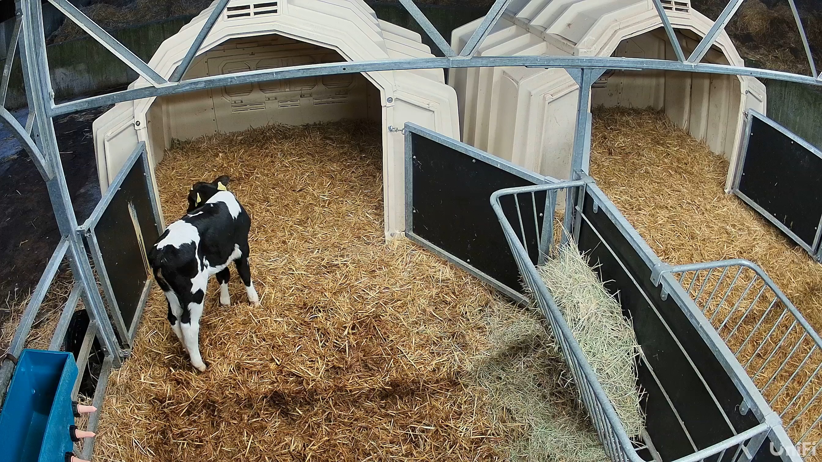 Cows pose keypoint detection dataset by horse