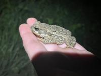 Frog Dataset project thumbnail