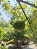 Lemon project thumbnail