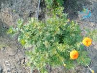 Marigold Plant project thumbnail