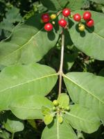 Rauvolfia Tetraphylla project thumbnail